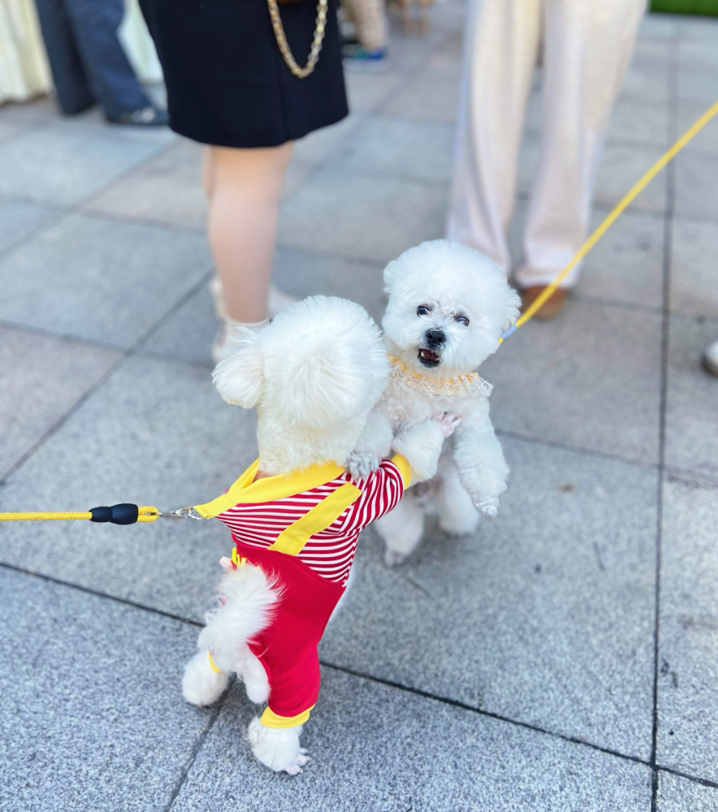 1277�Ǽʵ���(�й���)�ٷ���Ϸ��ַ