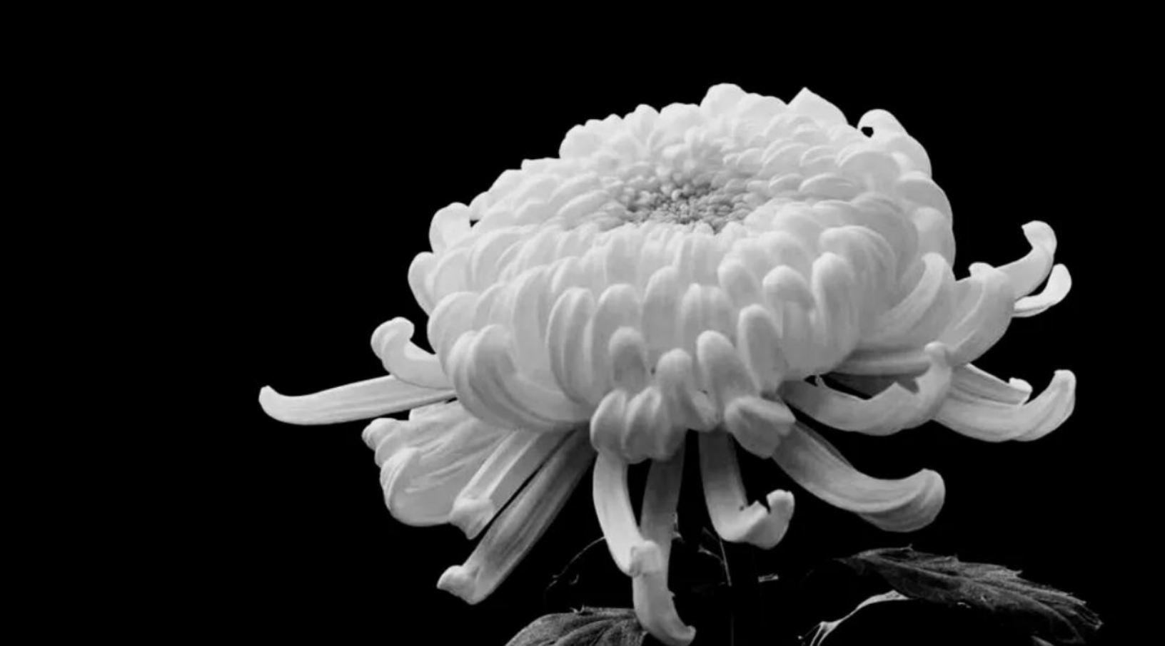 ��ʹ����ë��������